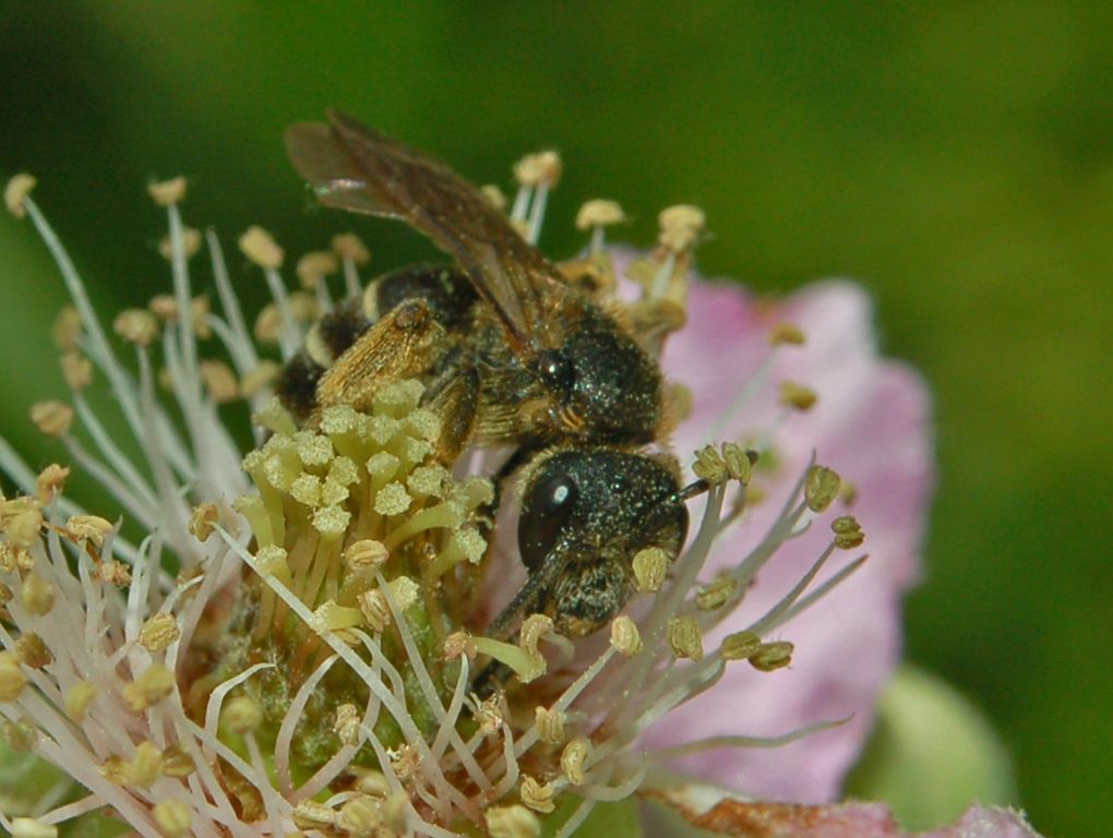 Halictus sp. F (Apidae Halictinae)